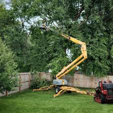 How Our Tree Care Process Works  in Willow Springs, IL